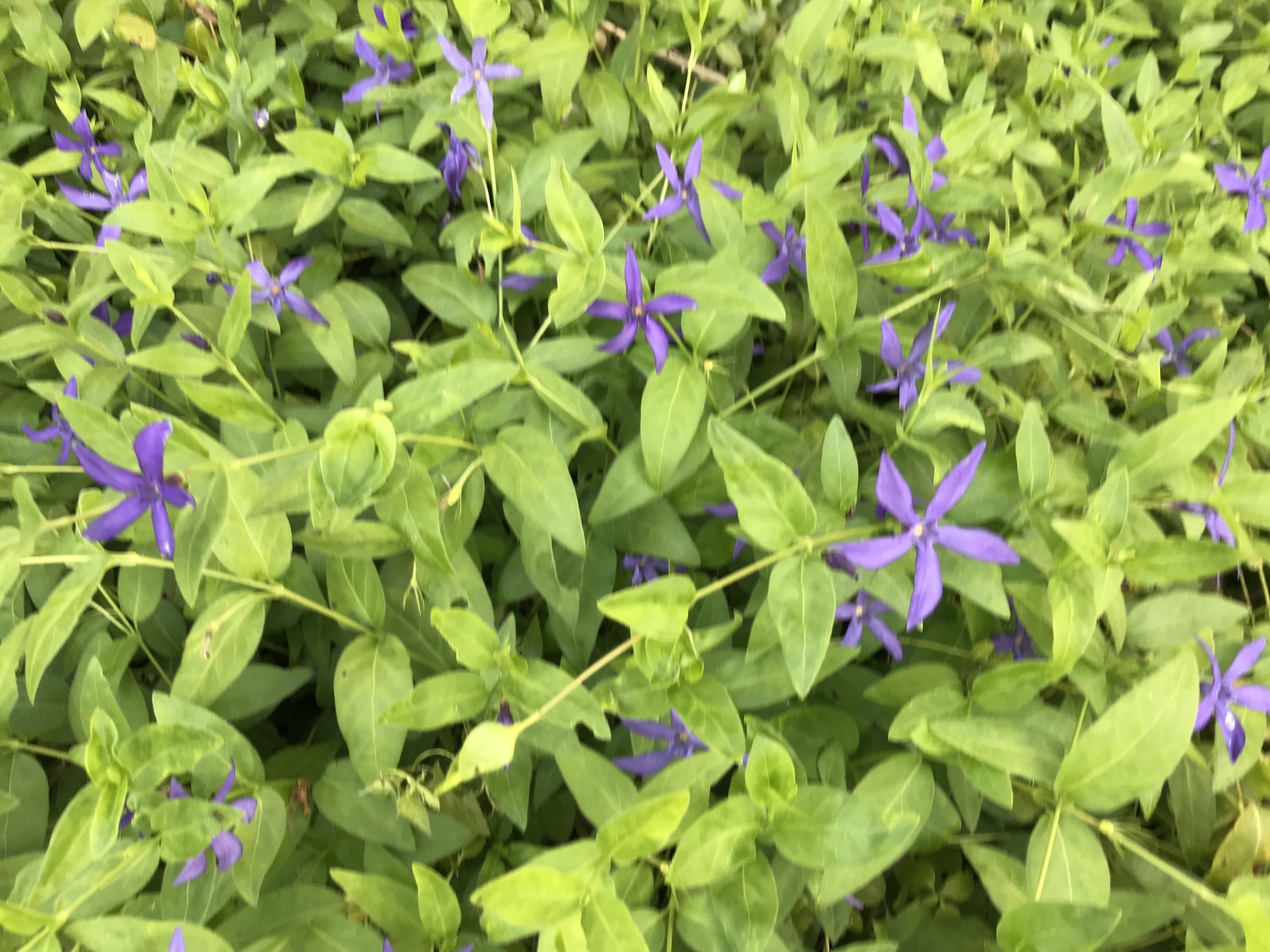 Une Vivace Couvre Sol Belle Toute L Annee Amenager Son Jardin