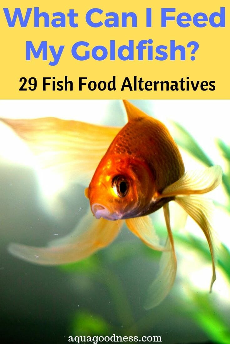 What Can I Feed My Goldfish 29 Fish Food Alternatives