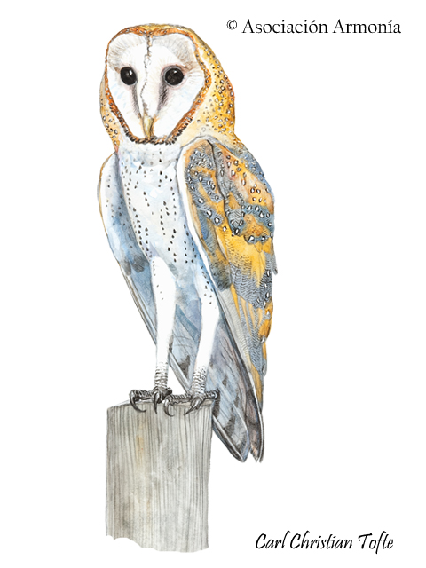 Barn Owl Tyto Alba Birds Of Bolivia