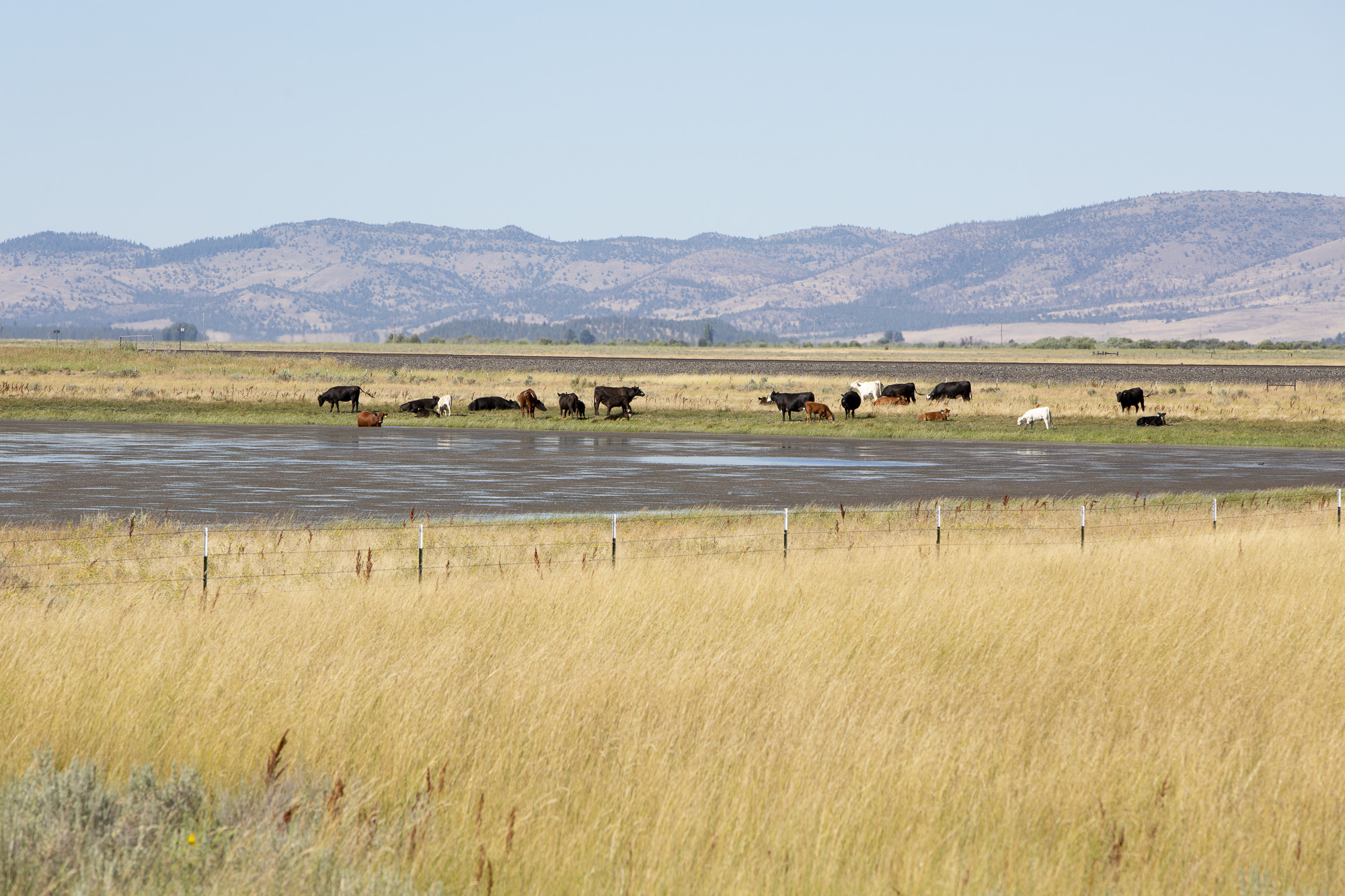 Cows graze dry grass outside of Bieber, a small town in Lassen County, in July 2019. In response to increased drought risk, farmers and ranchers in all 58 California counties will become eligible for loans to assist with loss of crops, trees, land and livestock. Photo by Anne Wernikoff, CalMatters