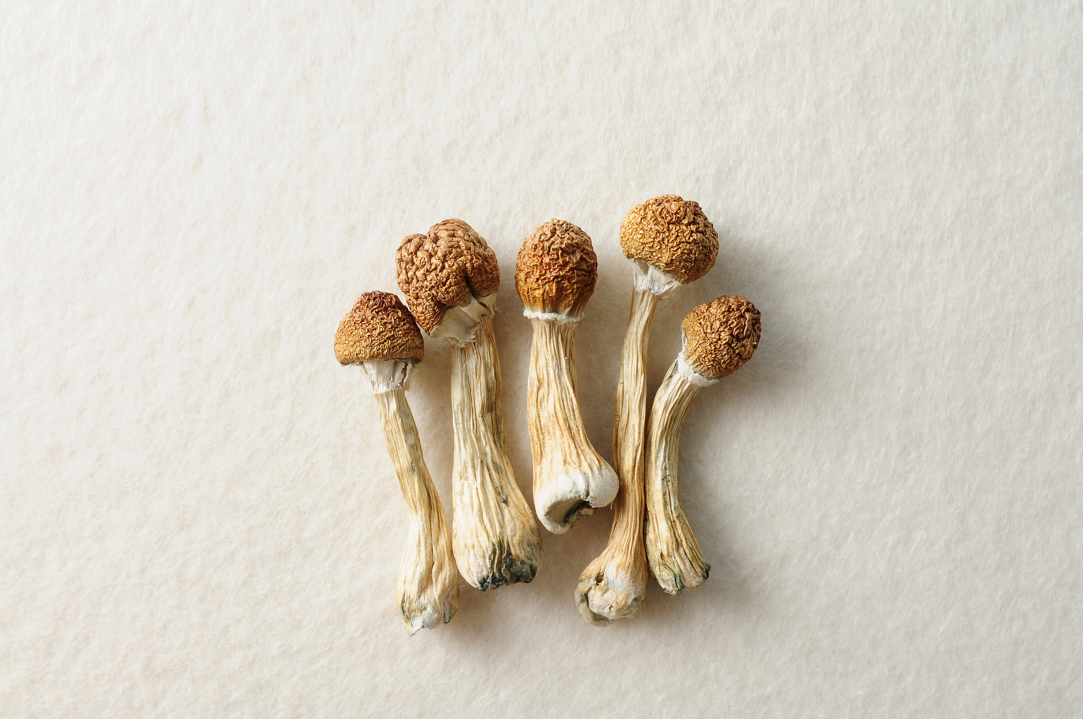 magic mushrooms