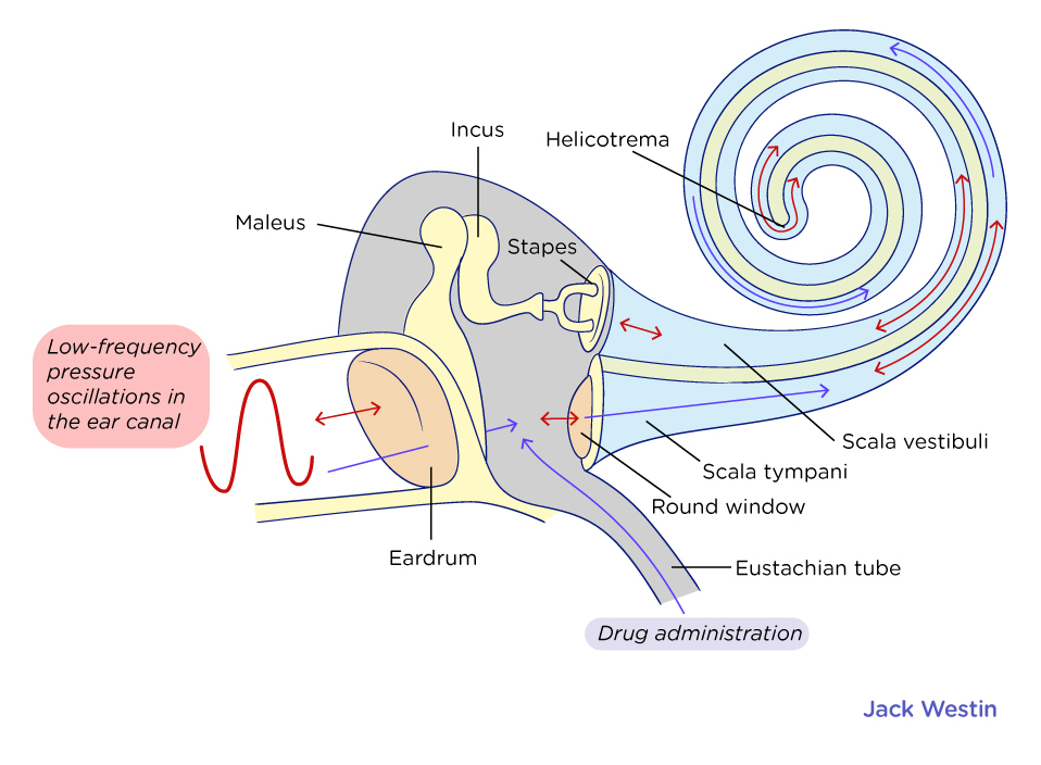Structure And Function Of The Ear Hearing Mcat Content