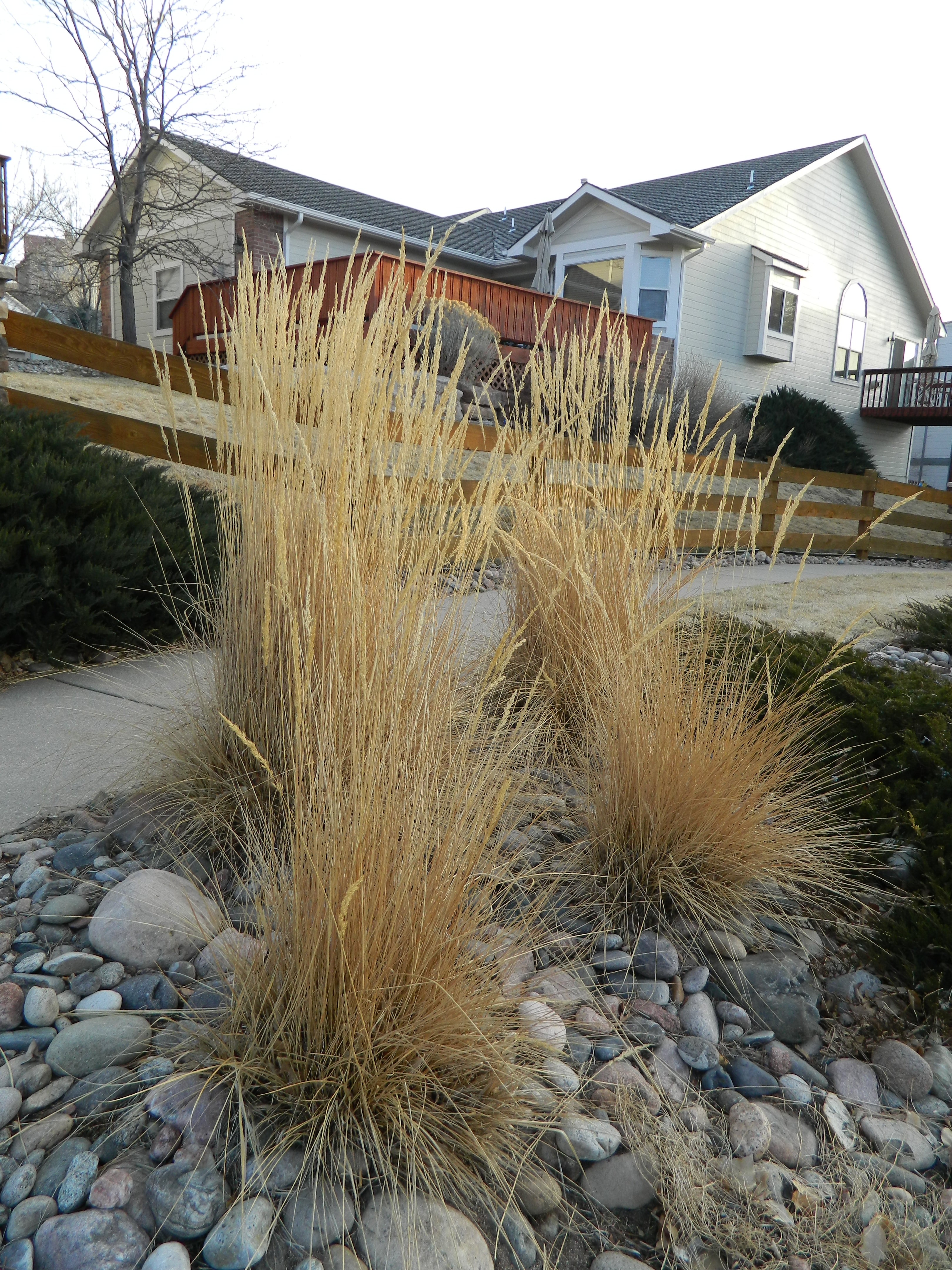 Time To Cut Back The Karl Foerster Colorado Yard Care