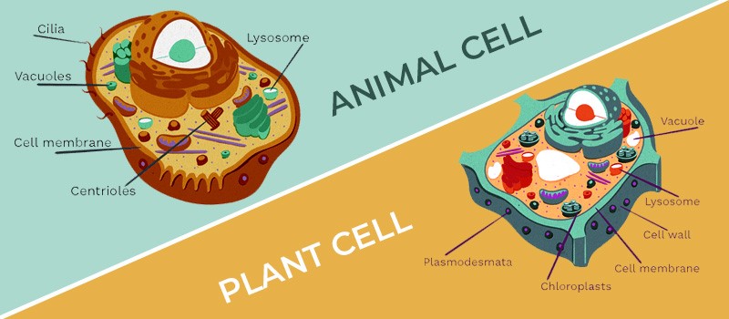 Understanding Cell Organelles And Comparing Plant And Animal Cell Open Naukri