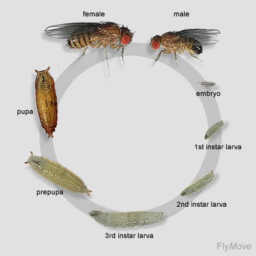 An Introduction To Fruit Flies The Berg Lab