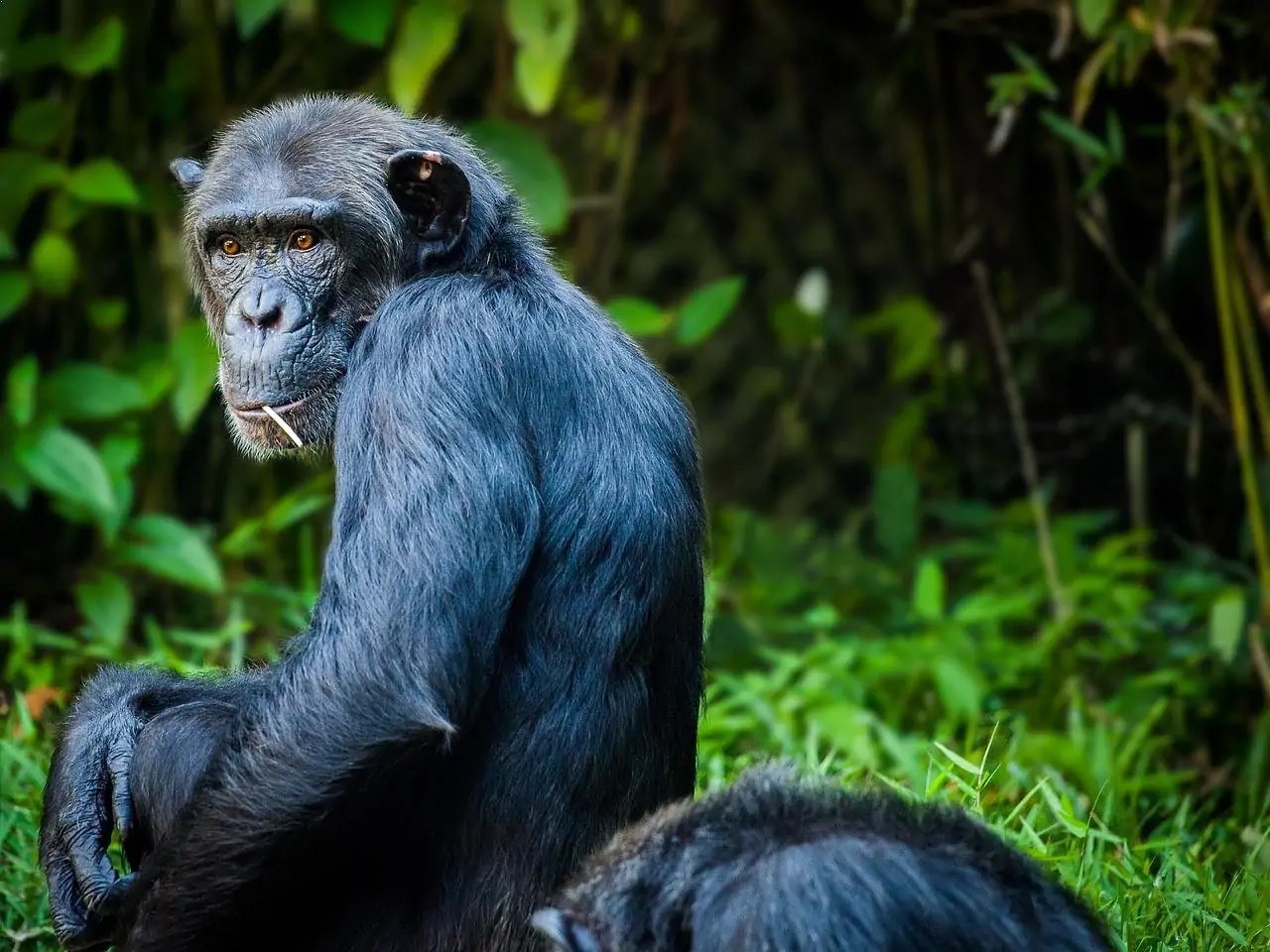 Smartest Animals