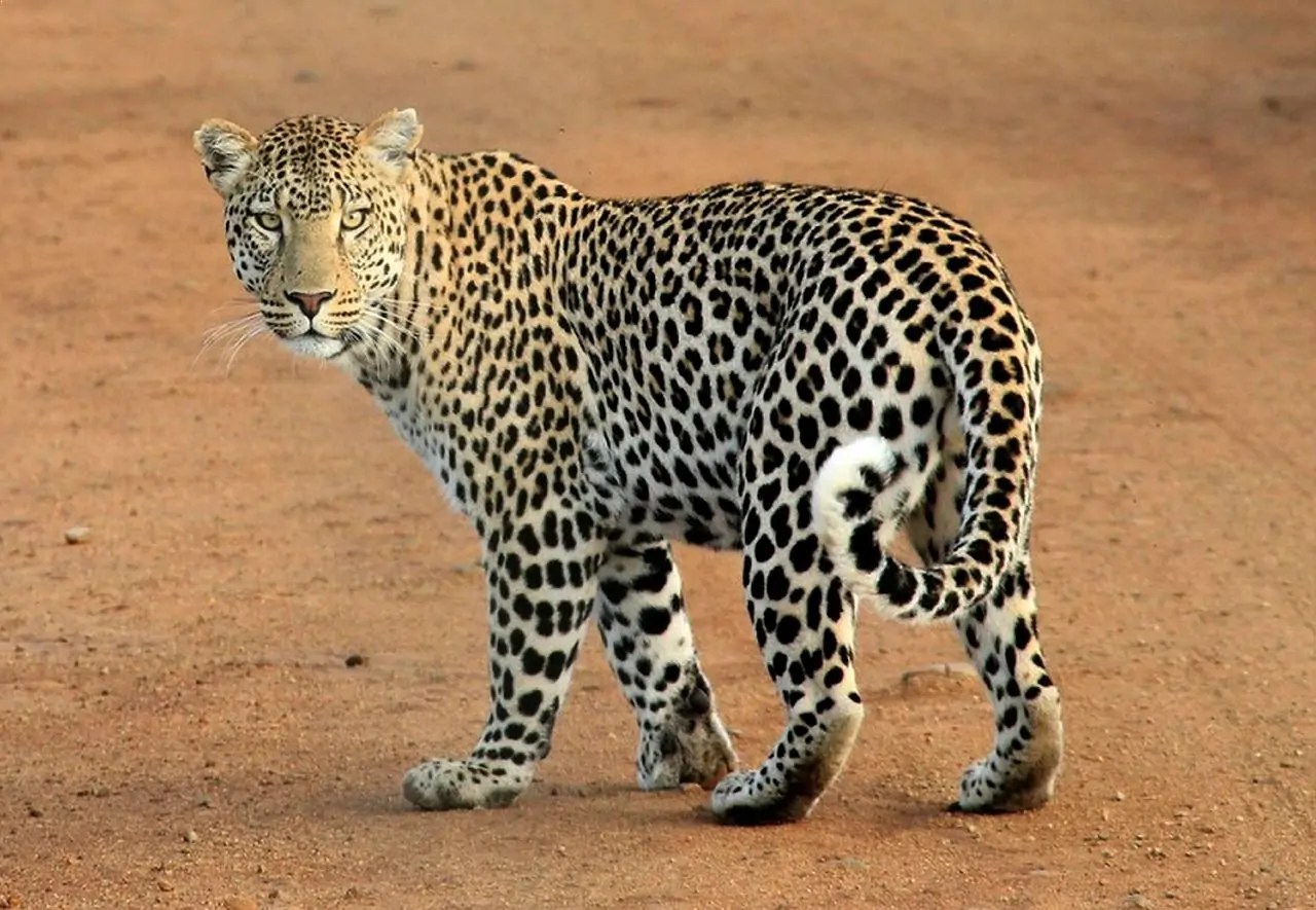 Fierce Animals