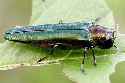 Here S How To Inspect Your Trees For Emerald Ash Borer