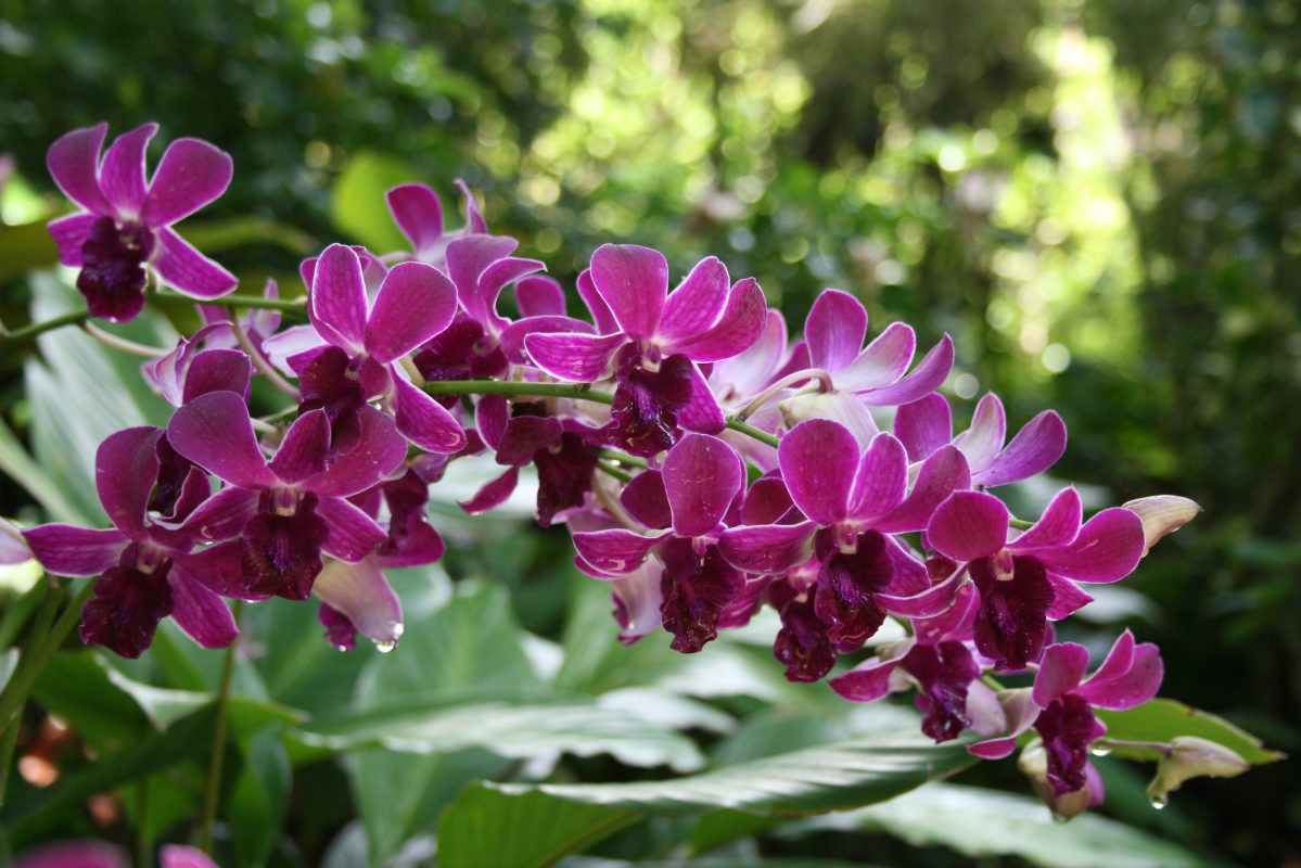 Comment Soigner Et Faire Refleurir Mes Orchidees