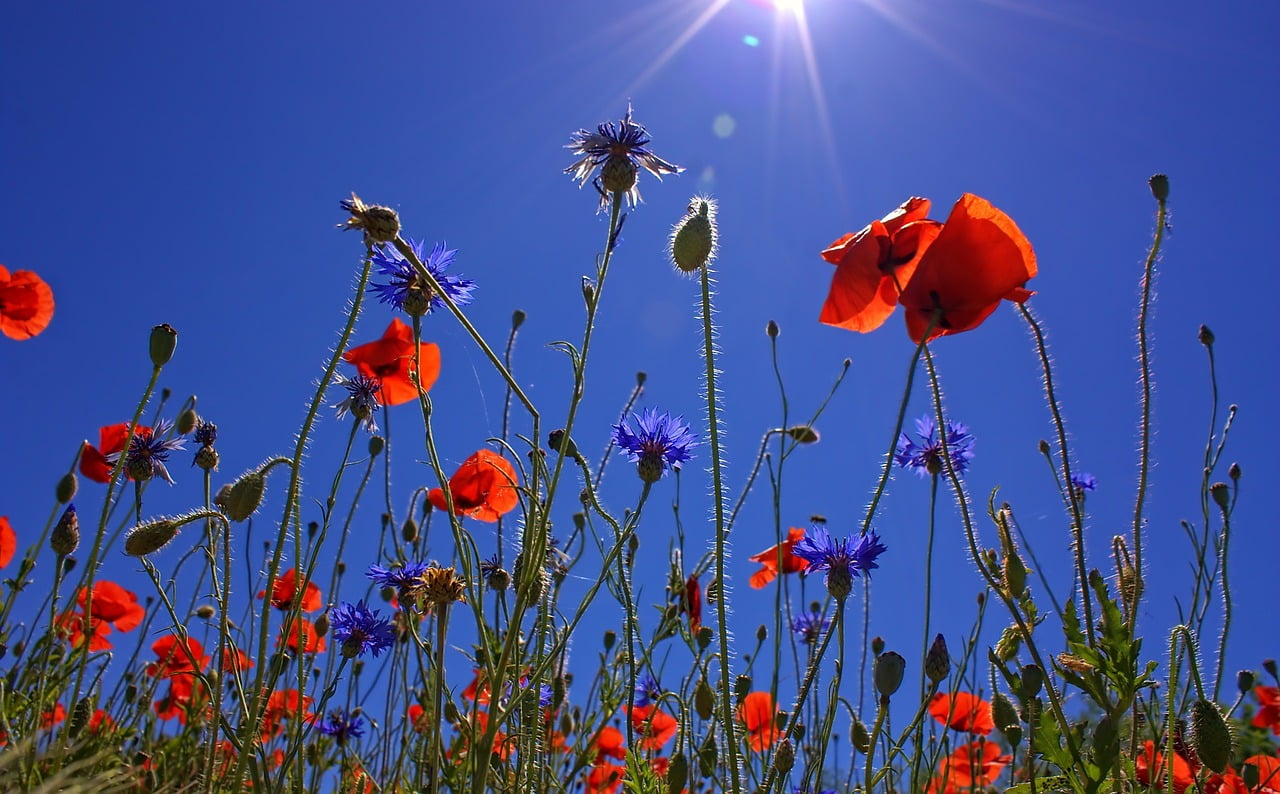 Le Coquelicot