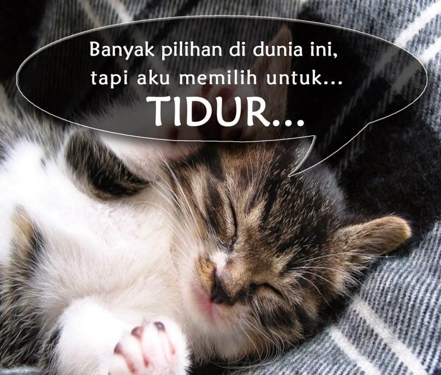 Gambar Kucing Lucu Dan Kata Katanya