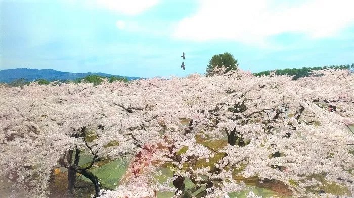 五稜郭公園 函館桜の名所 見頃とライトアップいつ 駐車場は 五稜郭公園 函館桜の名所 見頃とライトアップいつ 駐車場は