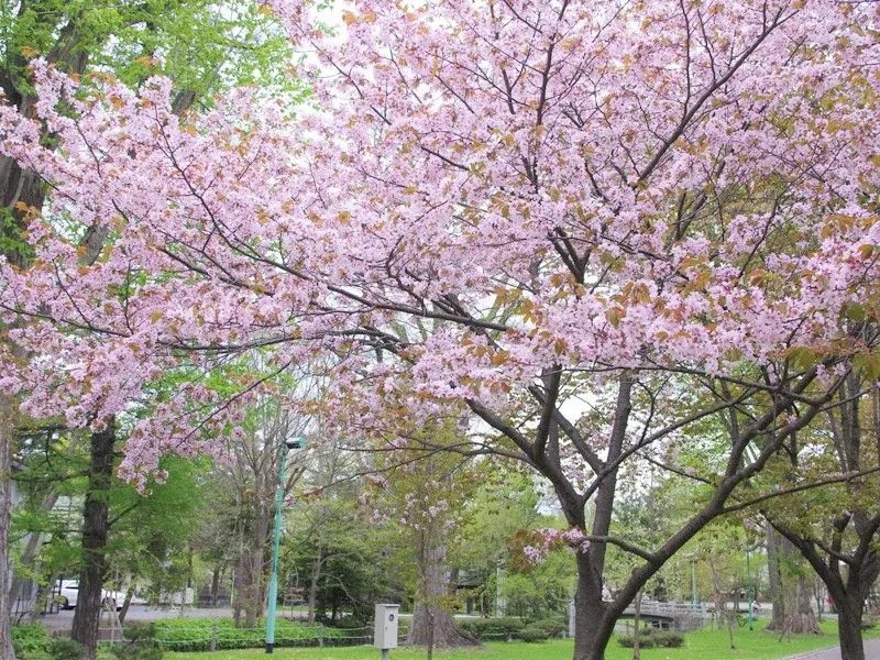 旭川桜の名所10選 旭川近郊から厳選の花見スポット 旭山公園の開花予想はいつ