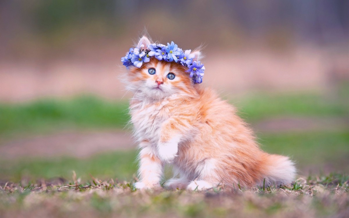 Gambar Wallpaper Kucing Cantik