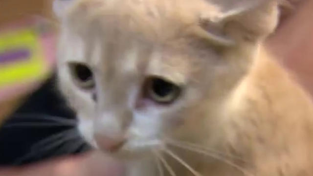 Kingston S Municipal Feral Cat Spay Neuter Program Set For Council Approval This Week Kingston Globalnews Ca