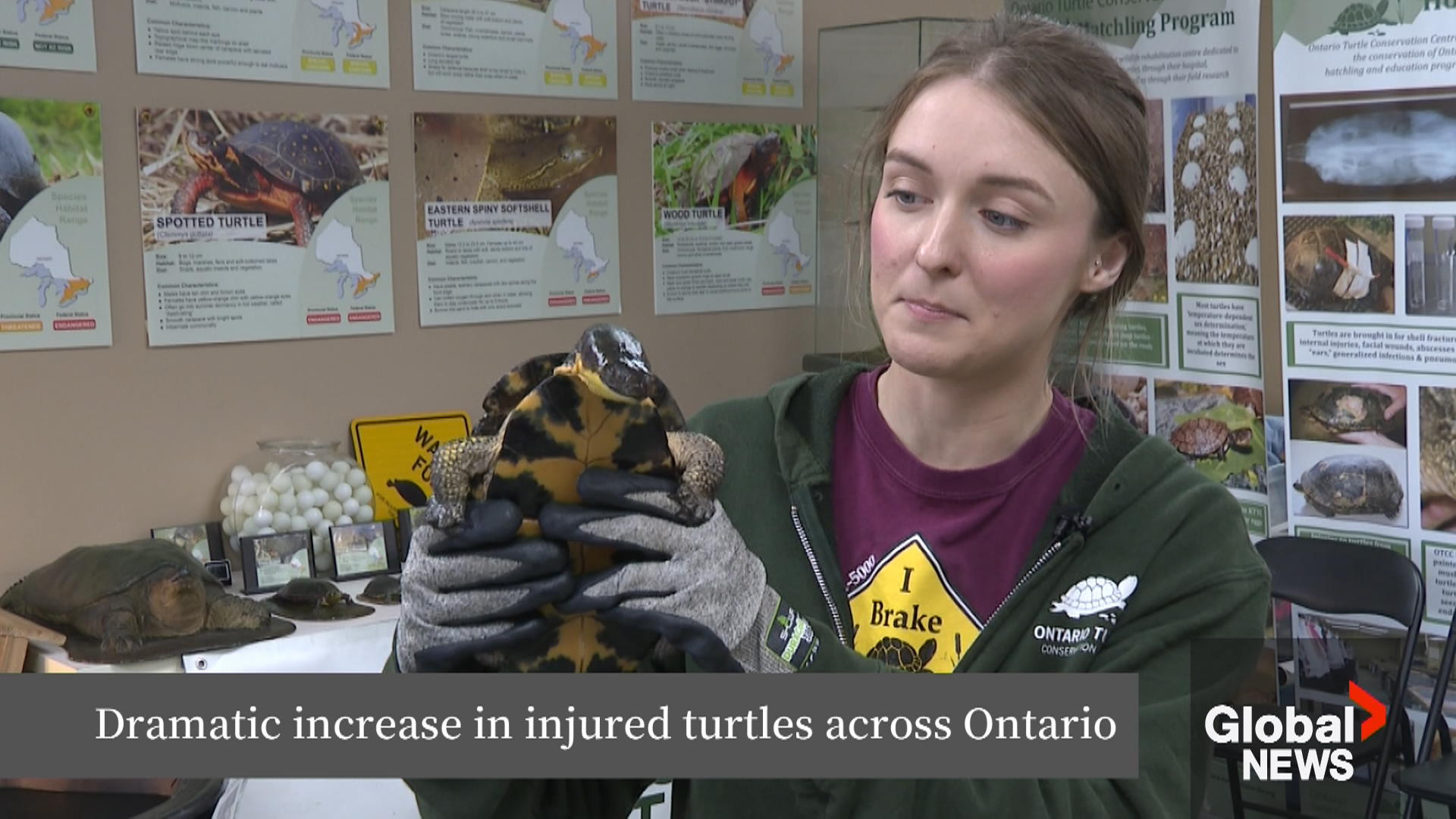 Click to play video: 'Ontario drivers urged to slow down during turtle nesting season'