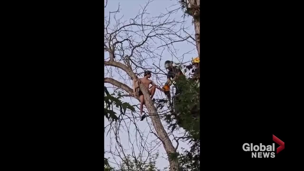Click to play video: 'Peterborough firefighters rescue parrot, owner stranded in tree at Beavermead Park'
