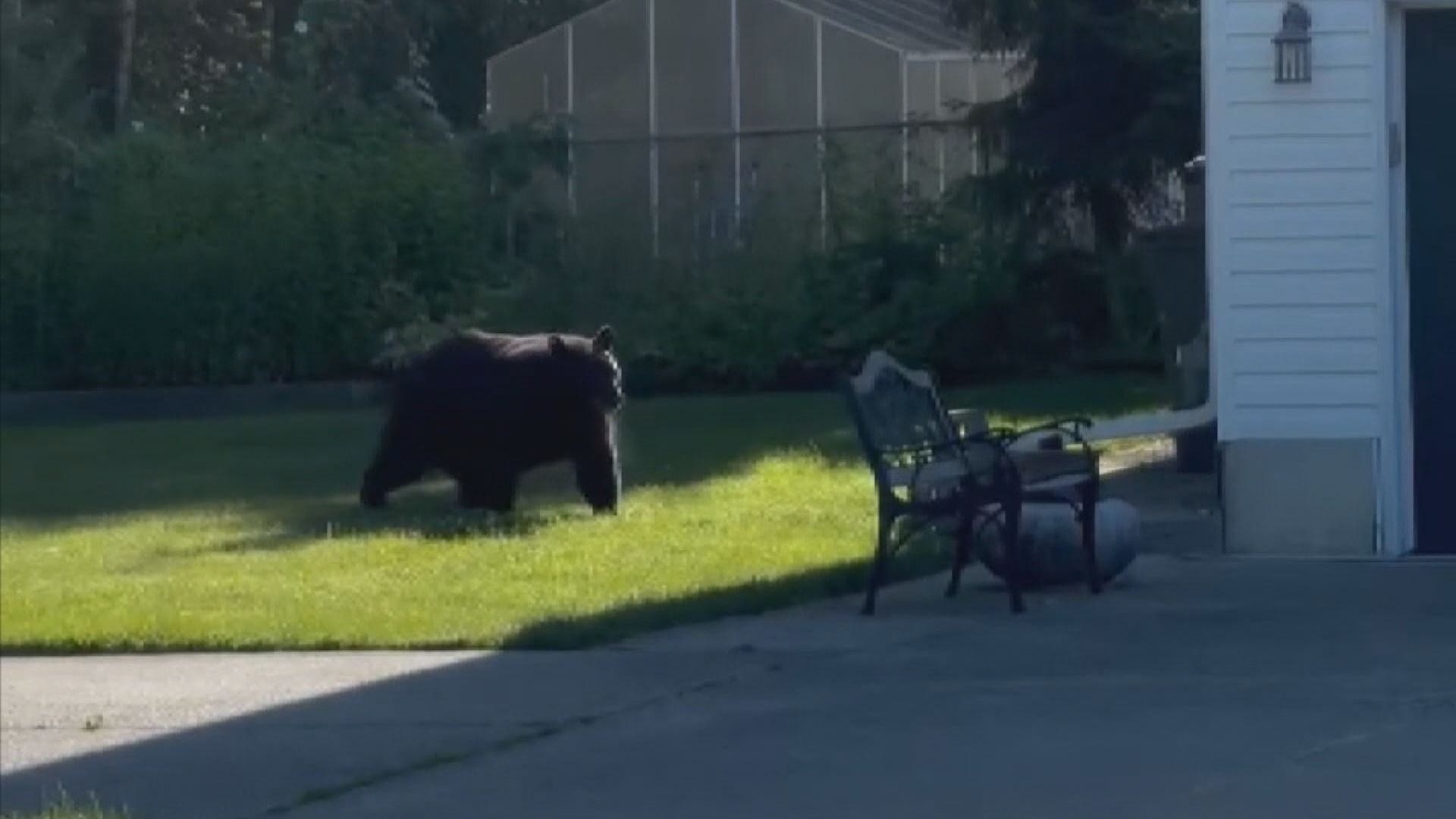 Unusual bear sighting in South Surrey