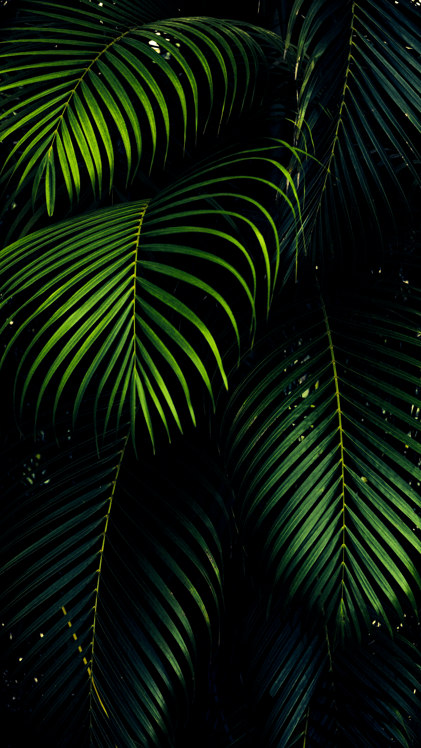 Dark Green Wallpaper Iphone 11