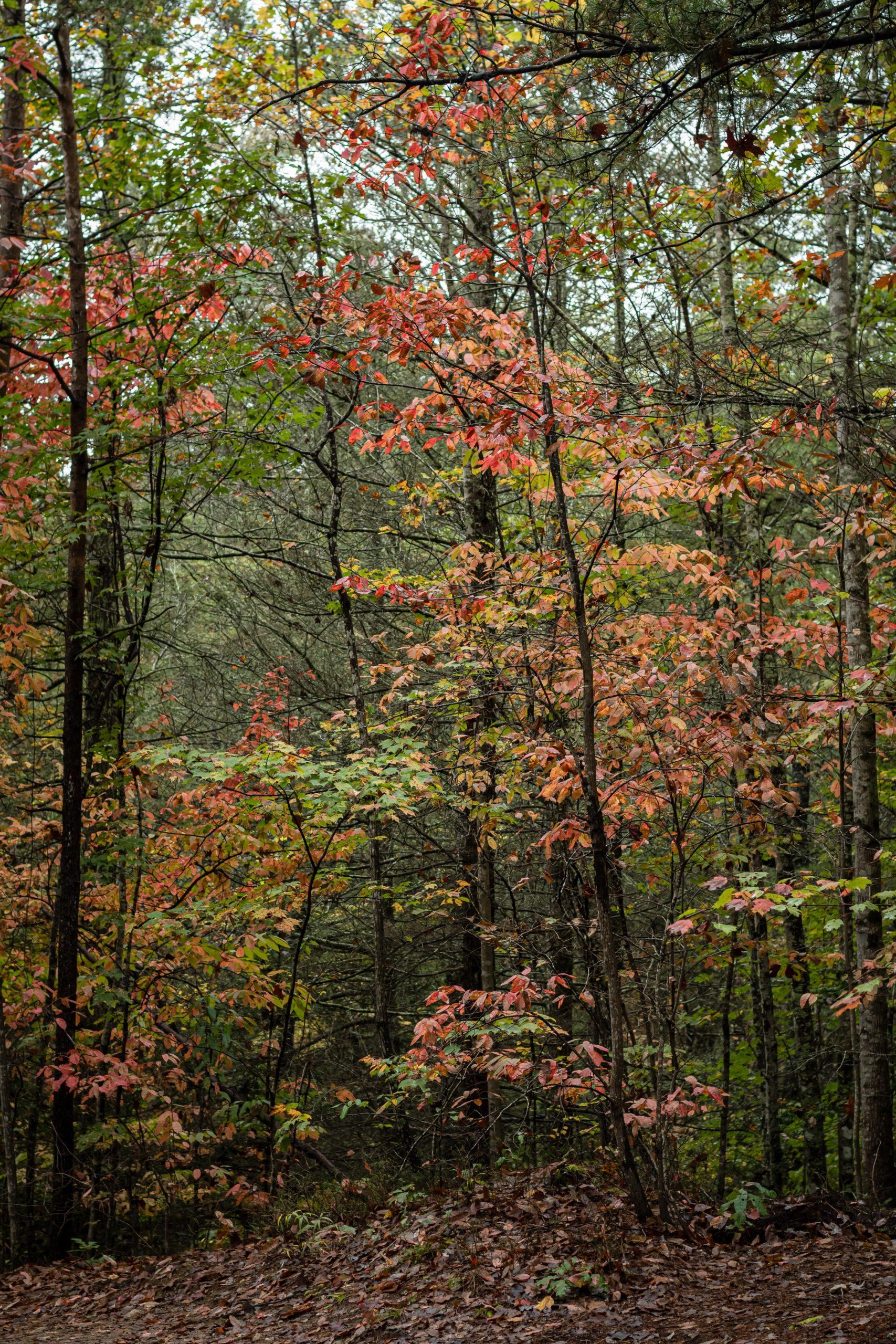hiking at tallulah gorge state park