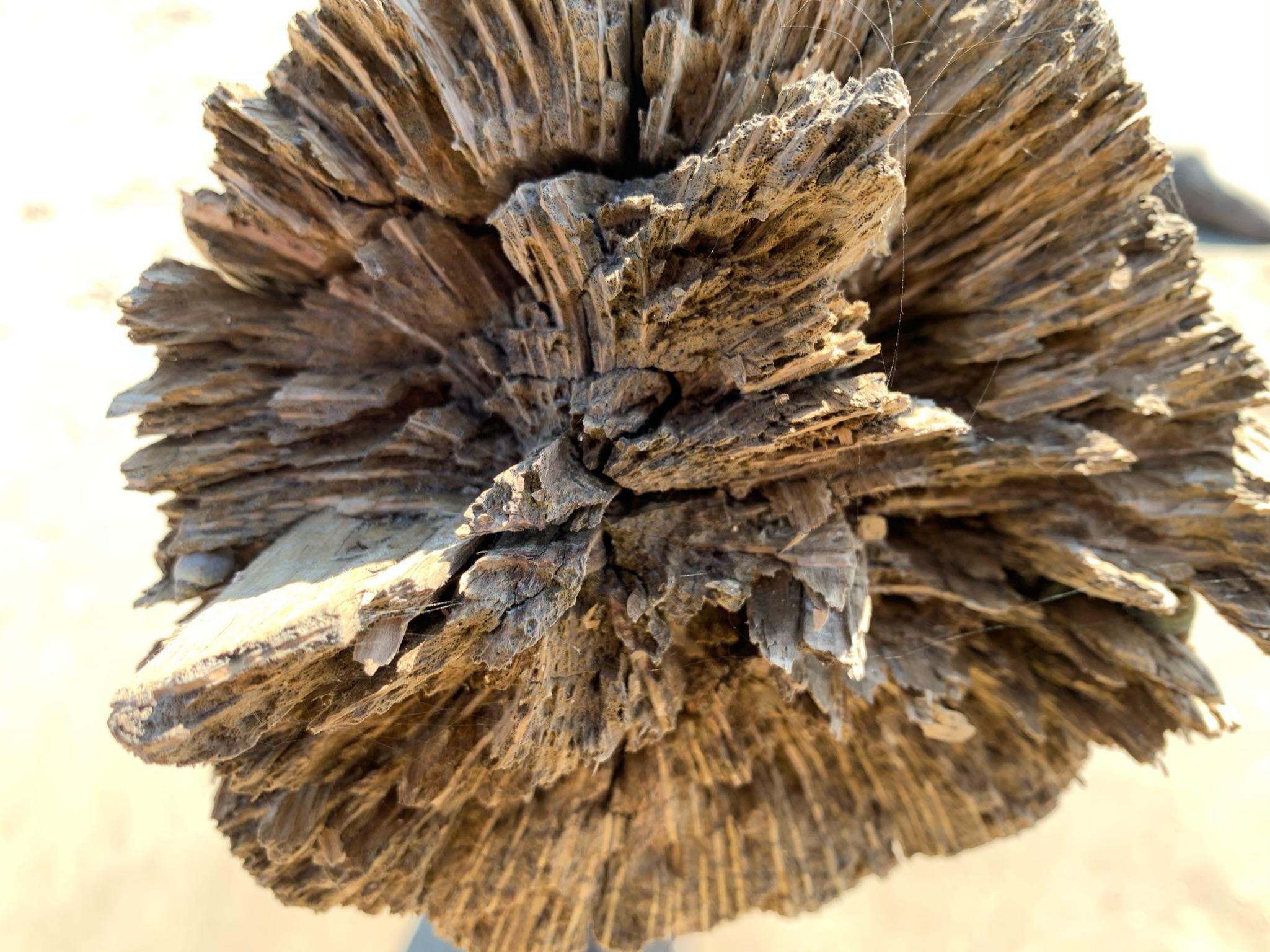 bones from oak trees