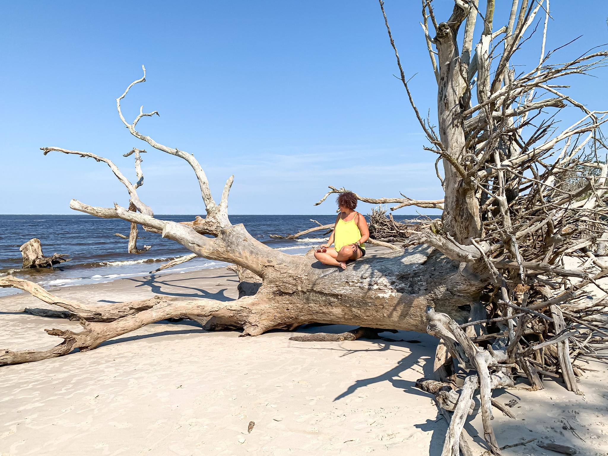 sitting on oak trees at boneyard beach in Florida