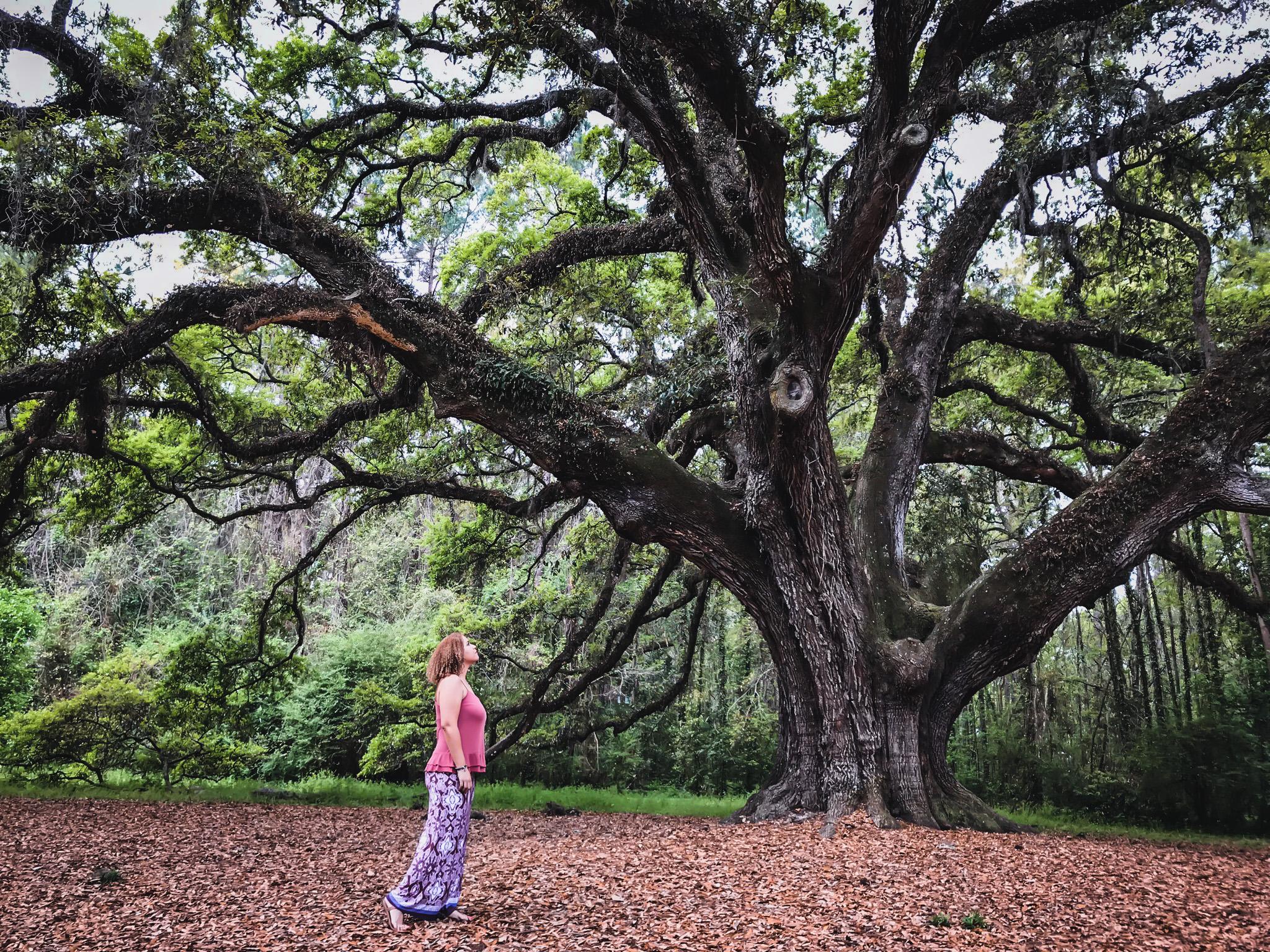 oak tree at lichgate on high road fairy tale cottage