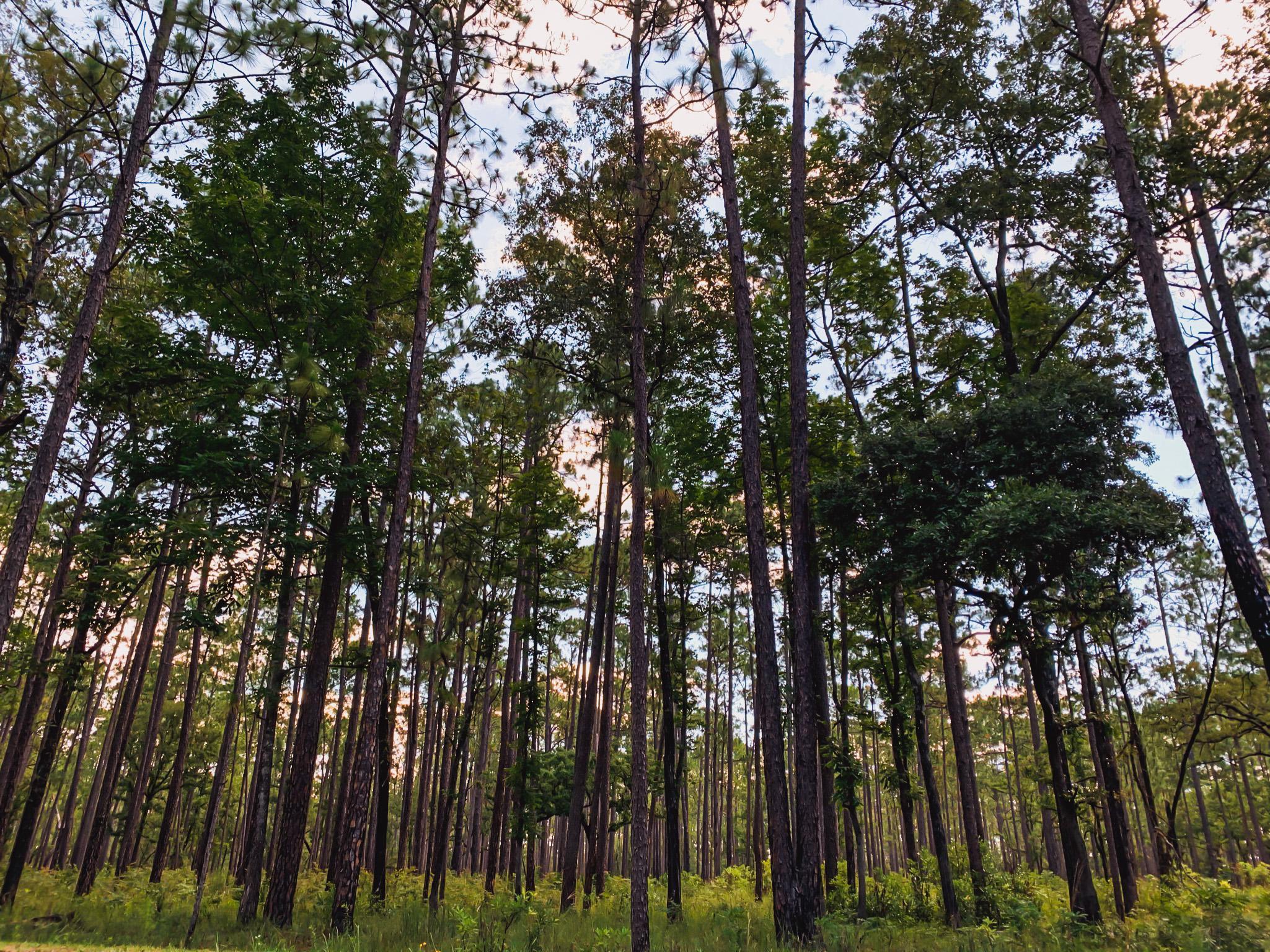 forest trees in O'leno state park historic site in high springs