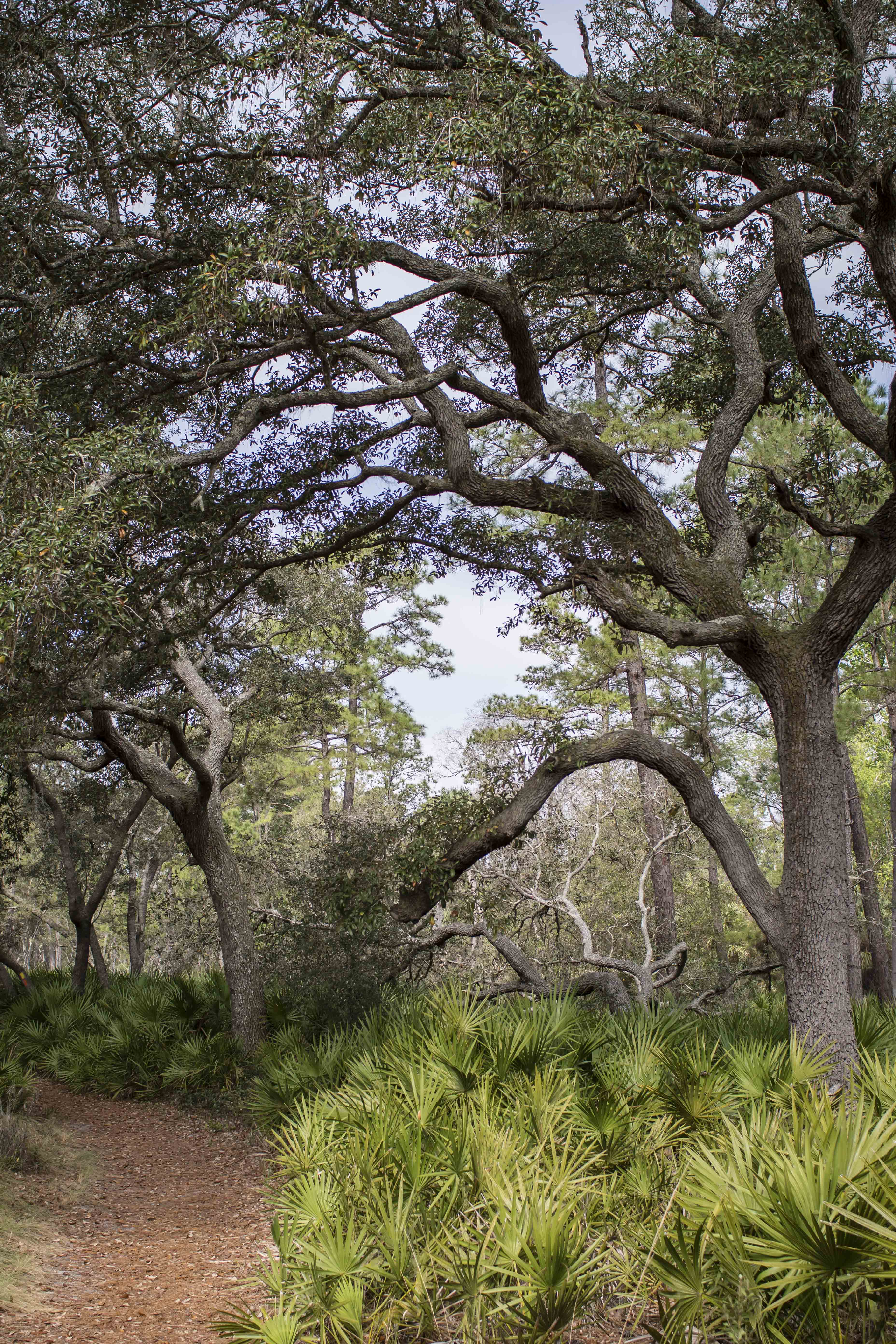 beautiful trees in central florida