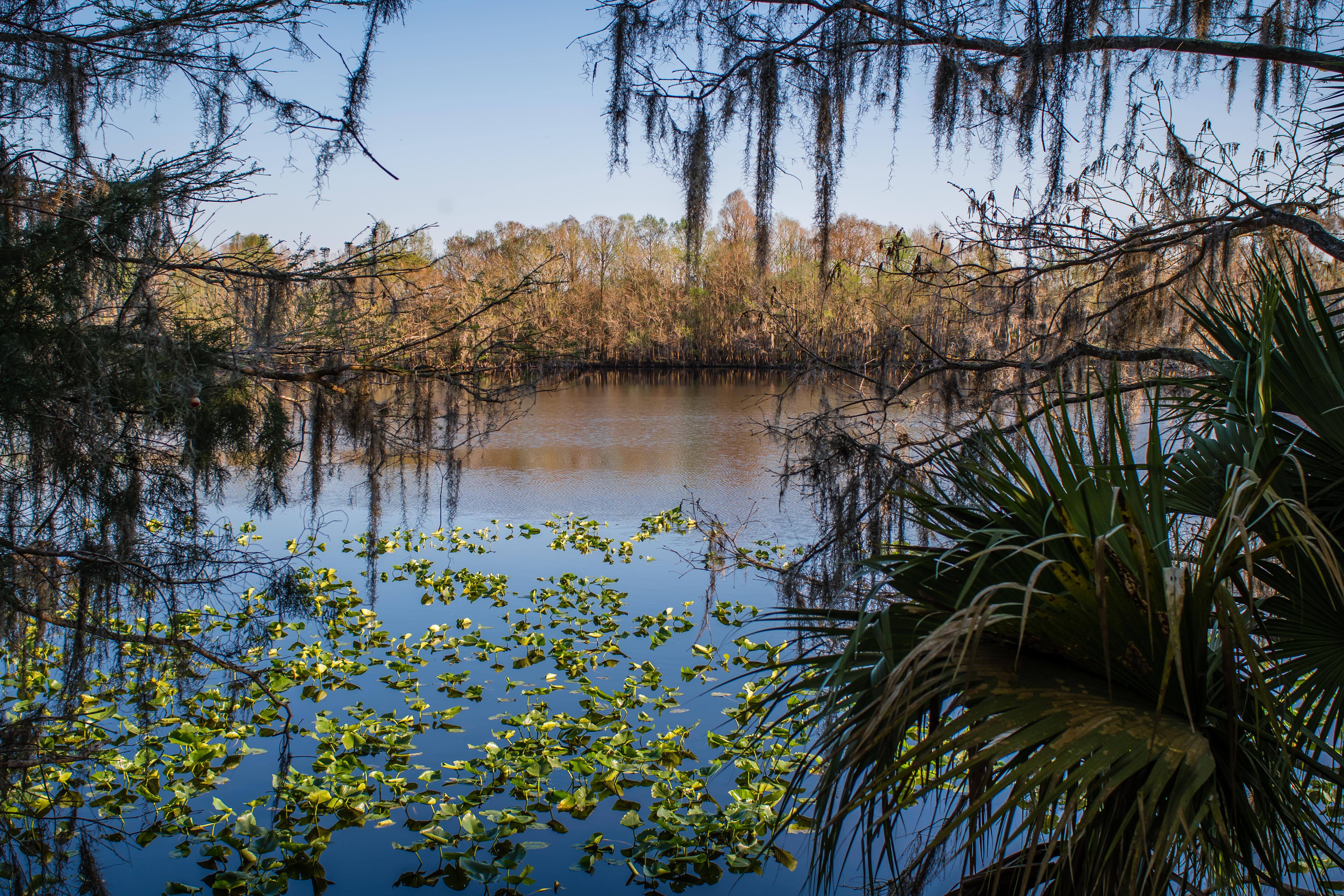 st john's river at the black bear wilderness area