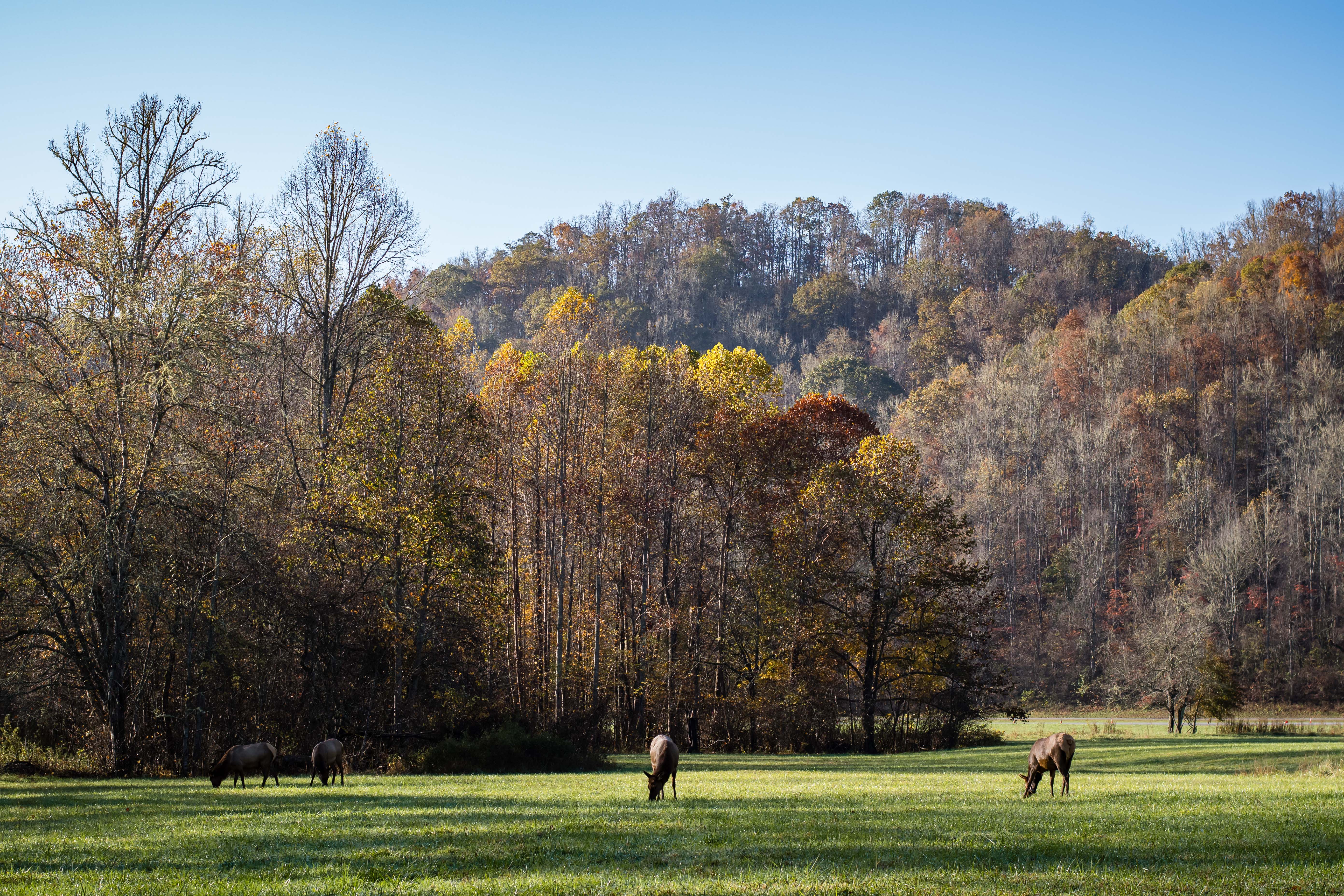 elk grazing in the meadows