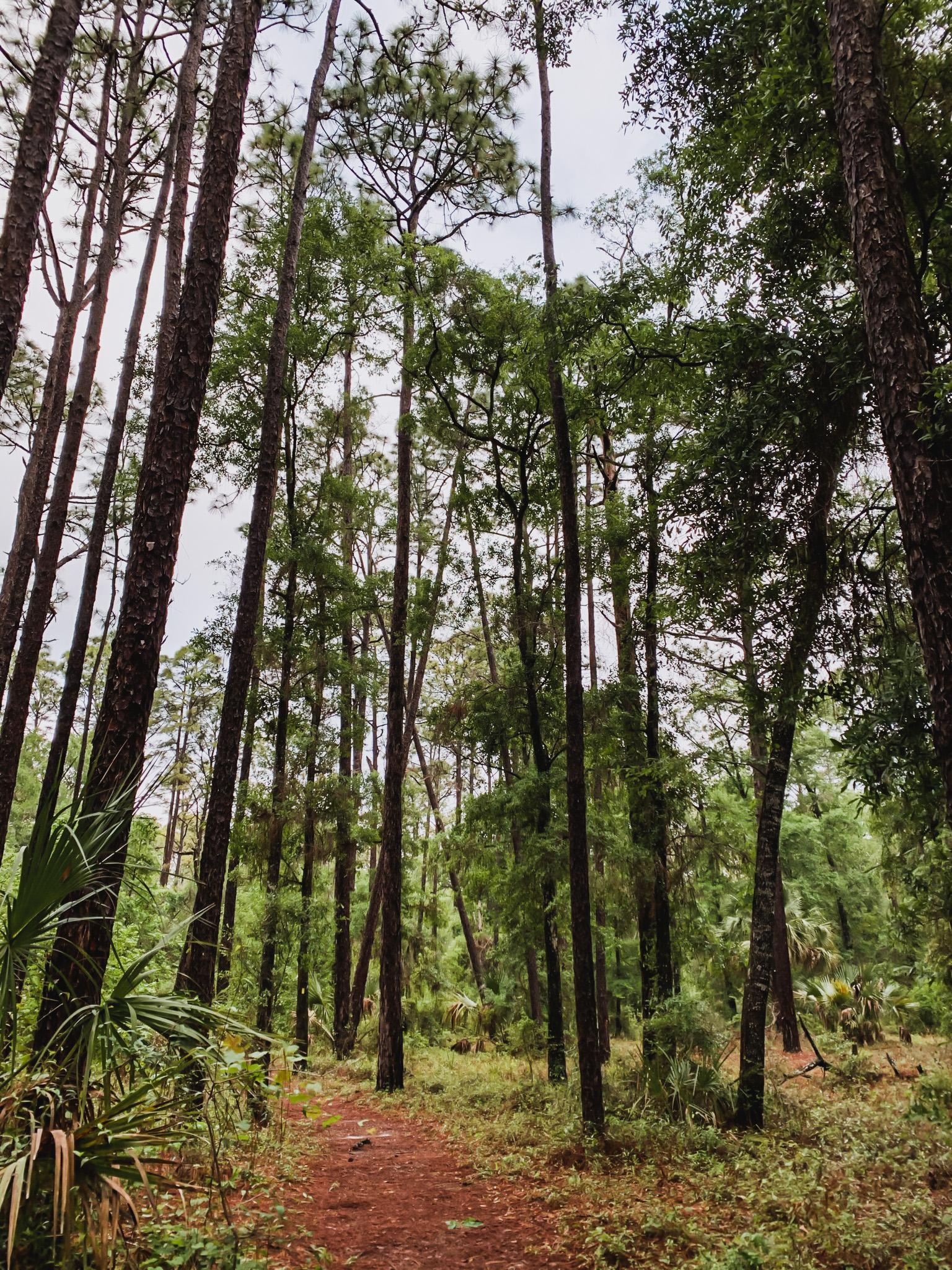 hiking trails in Withlacoochee State Forest