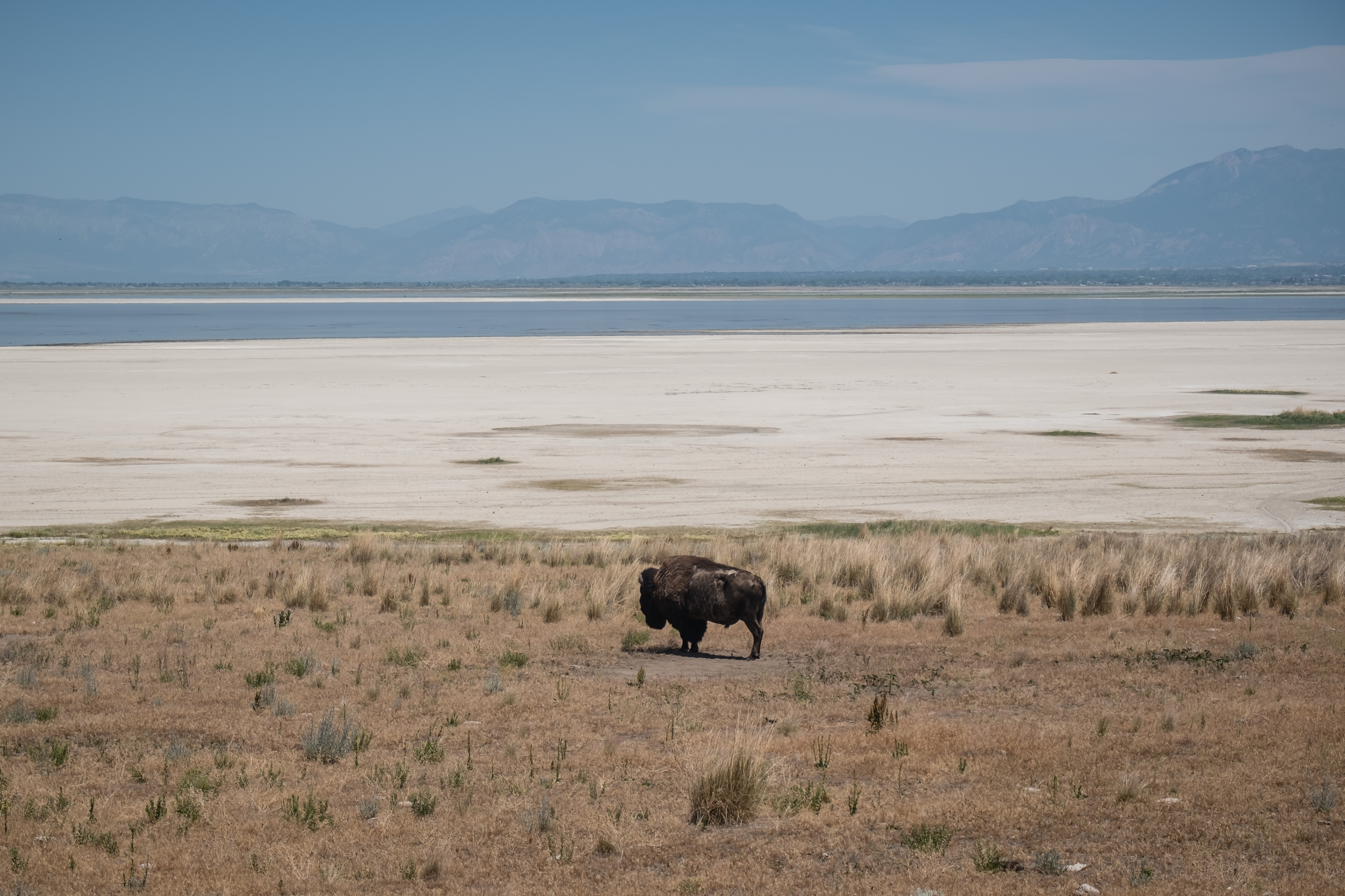 bison in utah
