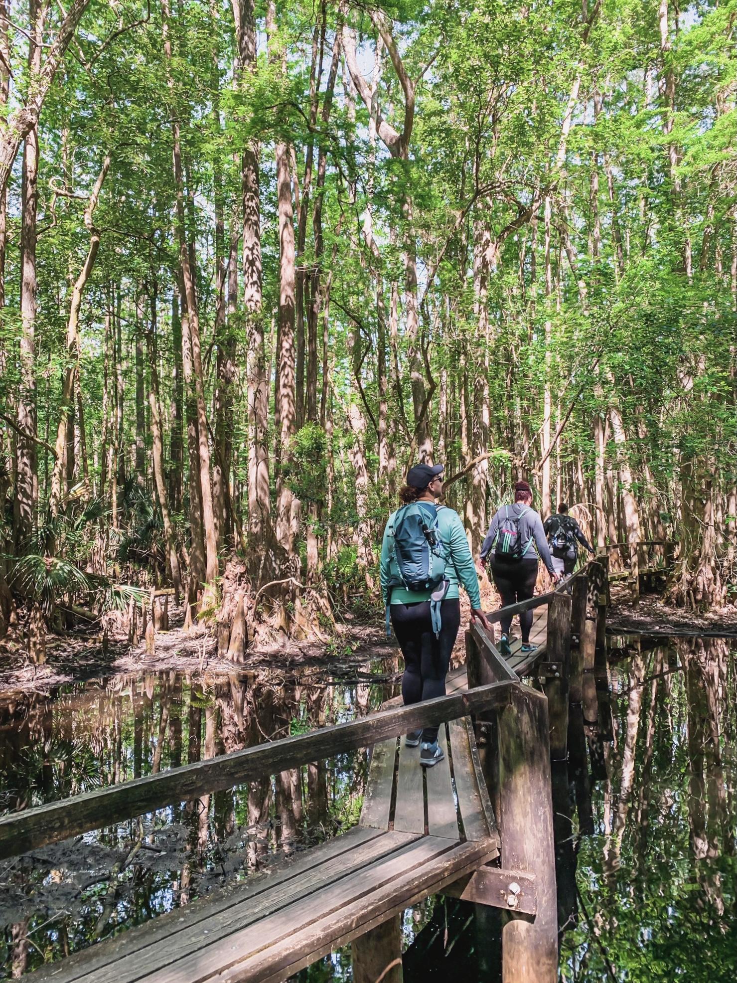 hiking the catwalk in highlands hammock state park