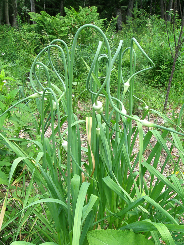 Growing Garlic As A Perennial