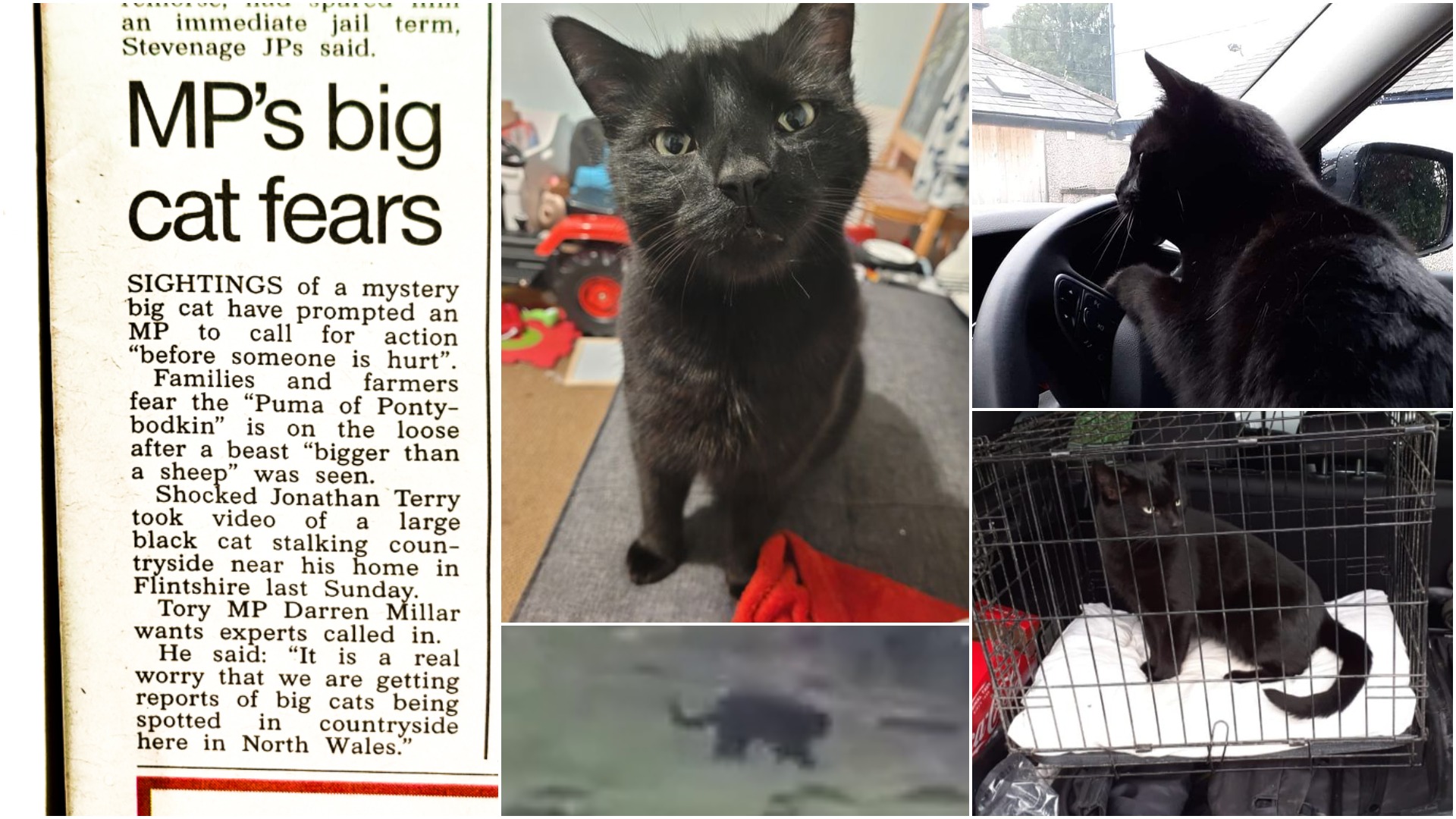 Confirmed Trelogan Big Cat Is A Massive Pet Cat Called Sheldon