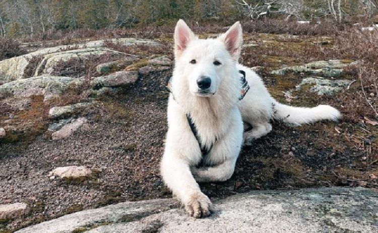 10 Things You Didn T Know About The Berger Blanc Suisse