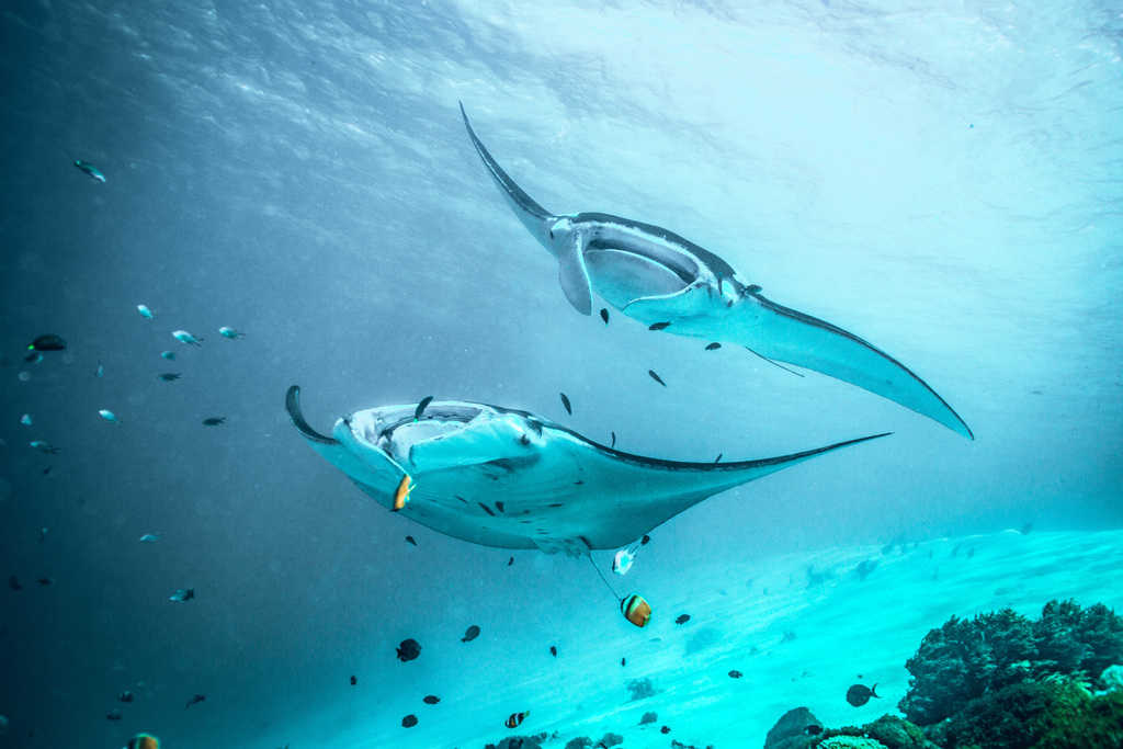 manta point Nusa Penida, manta rays