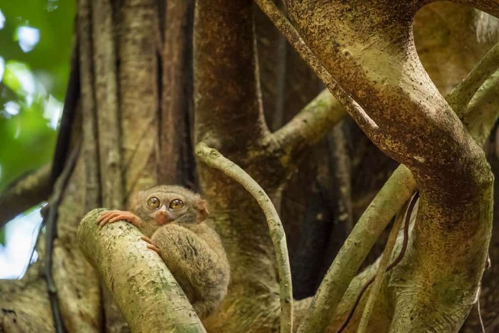 Tangkoko National Park Indonesia