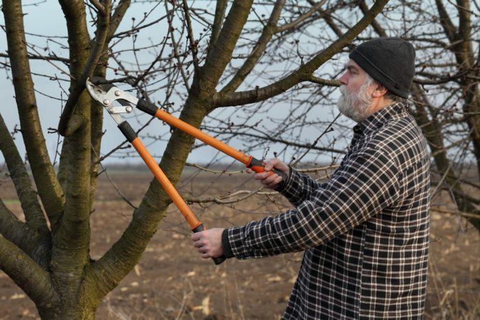 About the Handles Best Loppers