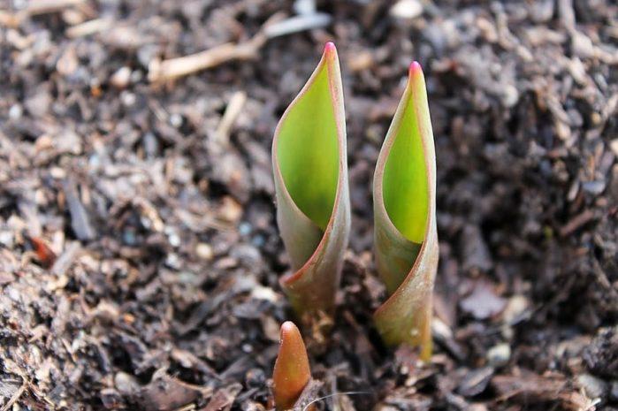 How to use mulch How to Use and Create Garden Mulch