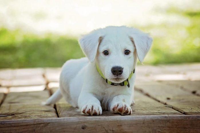 Best Dog Food How to keep a dog warm in the winter