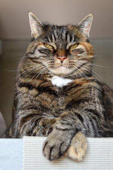 cat cat