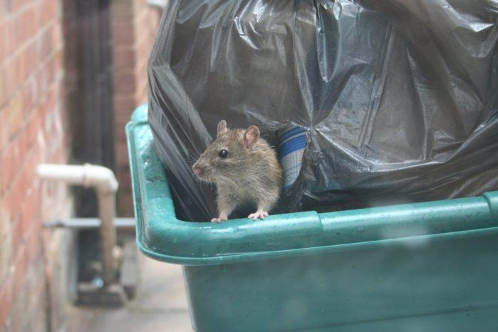 rat in bin Negative Effects Of Improper Rubbish Removal