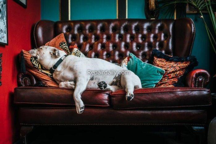 dog sleeping in sofa dog sleeping in sofa