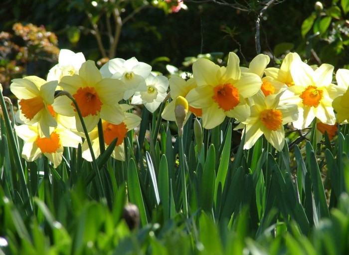 50 Gambar Bunga Dan Tanamah Hias Terindah Di Dunia Gambar Hd - Lukisan bunga eropa #lukisan #bunga #eropa 50 Gambar Bunga Dan Tanamah Hias Terindah Di Dunia Gambar Hd, Lukisan bunga eropa