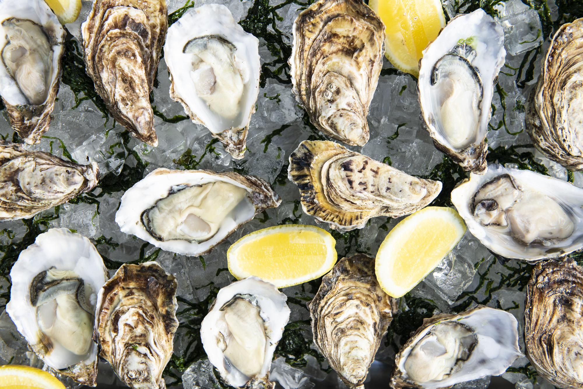 How To Shuck An Oyster The Salt Room