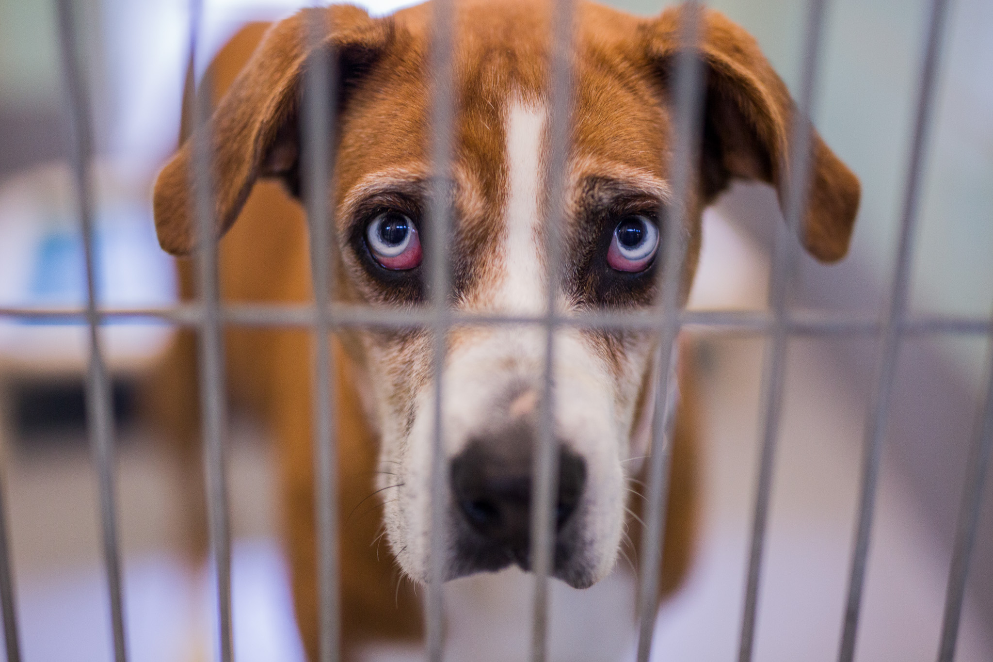 Commentary Confessions Of A Rescue Junkie