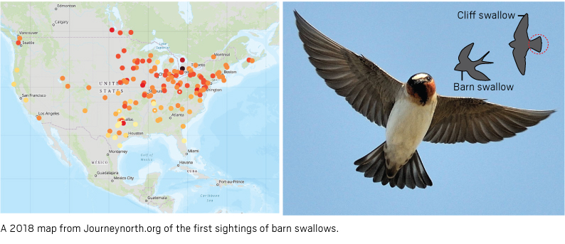 bird map