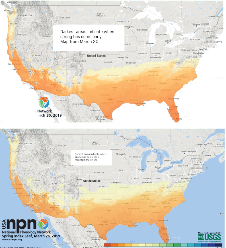 phenology maps